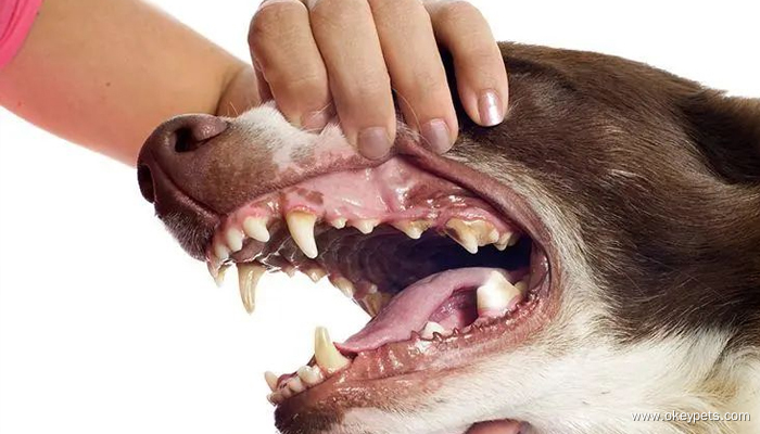 Comment évaluer l'état de santé des chiens ? 5