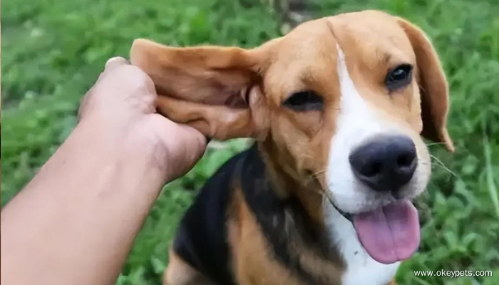 Comment évaluer l'état de santé des chiens ? 3