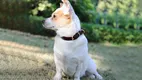 OKEYPETS Ręcznie robiona miękka włoska skórzana obroża dla psa z personalizowaną tabliczką z imieniem 1