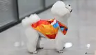 Custom Pets Jersey For Dogs and Cats: Breathable Mesh & Satin 1