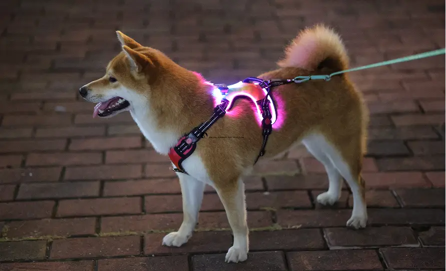Úim Madra LED OKEYPETS - Geal &amp; Frithchaiteach - Marthanach &amp; Inchoigeartaithe 1