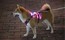 Úim Madra LED OKEYPETS - Geal &amp; Frithchaiteach - Marthanach &amp; Inchoigeartaithe 1