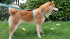 Adjustable Velvet Dog Harness PET-0616H01 1