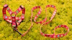 Custom Dog Harness Manufacturer: OKEYPETS 1
