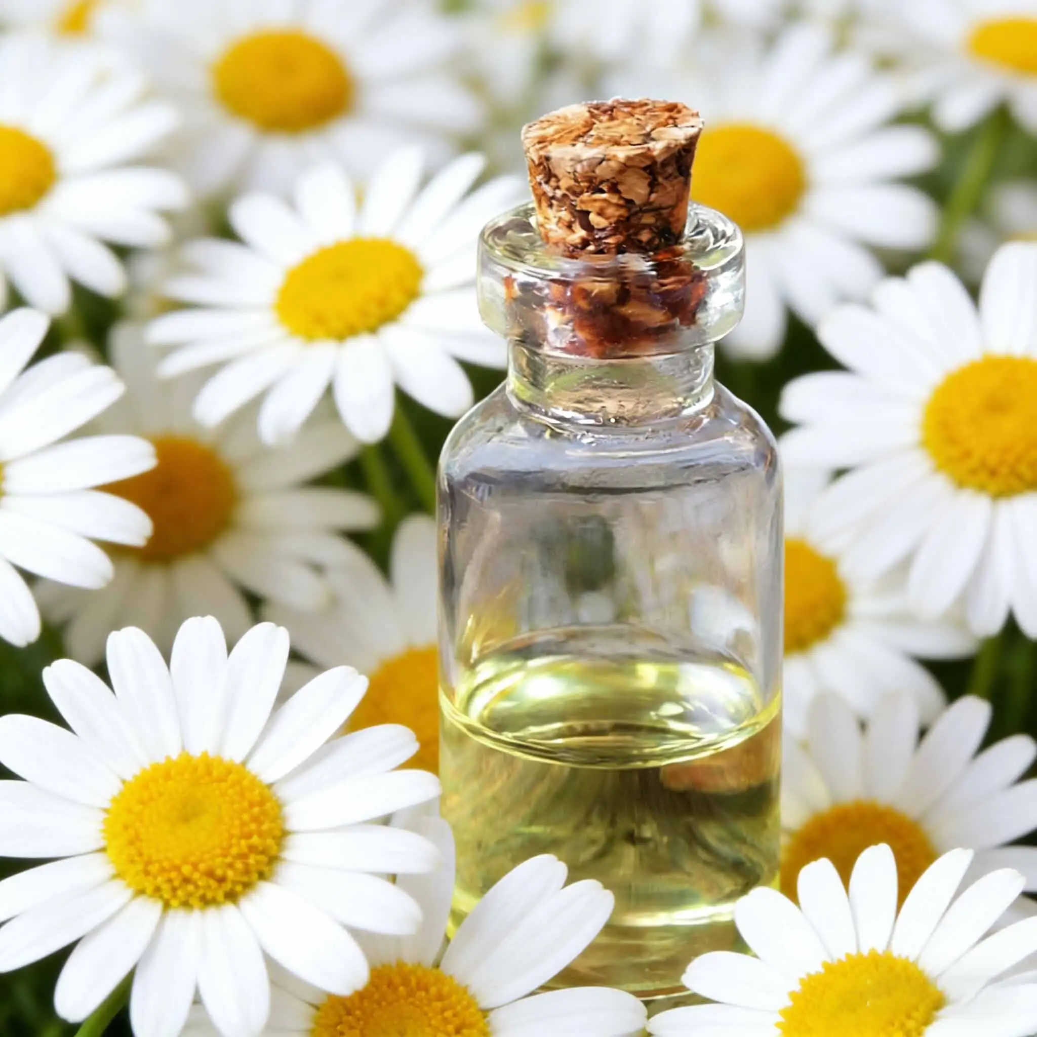 Aceite esencial orgánico obtenido de extractos de plantas naturales. 1