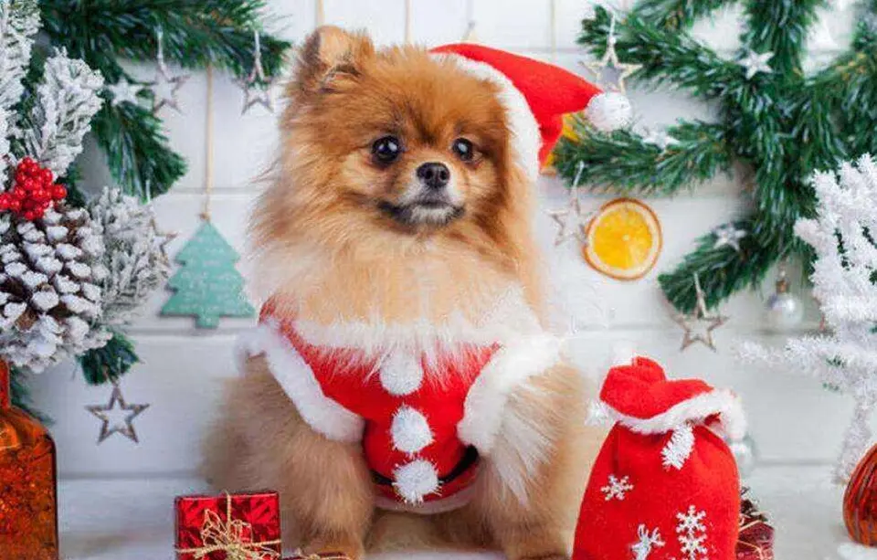 Christmas Decoration Pet Hat Santa Claus Hat For Cats Dogs Puppy Xmas Decoration New Year Party Supplies Pet Costume 4