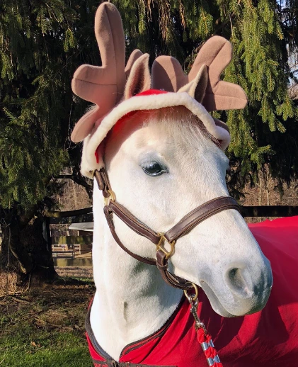 Holiday Horse Wear, Reindeer Two-Ear Hat 1