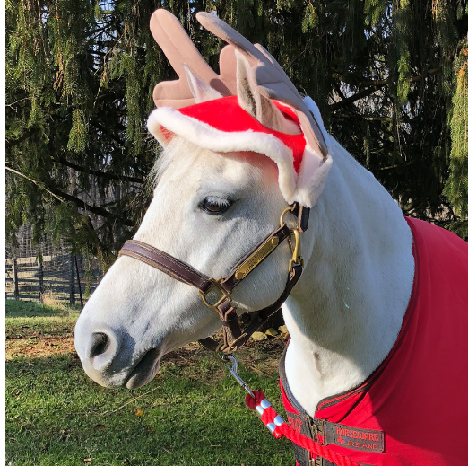 best wholesale dog supplies for business | Yortoob 2