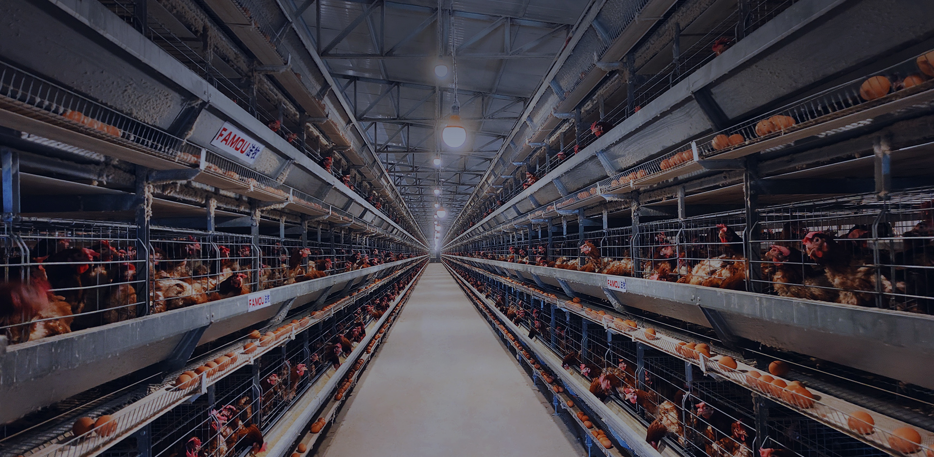 FAMOU, proveedor de soluciones de equipos para pollos. Proveedor de equipos y soluciones para granjas avícolas.