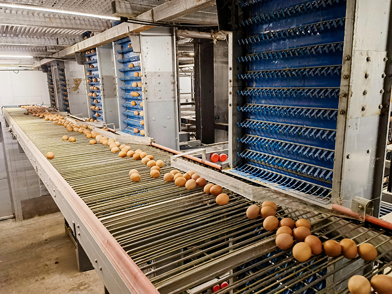 Egg Conveyor Belt Systems Product Wholesale - FAMOU 2