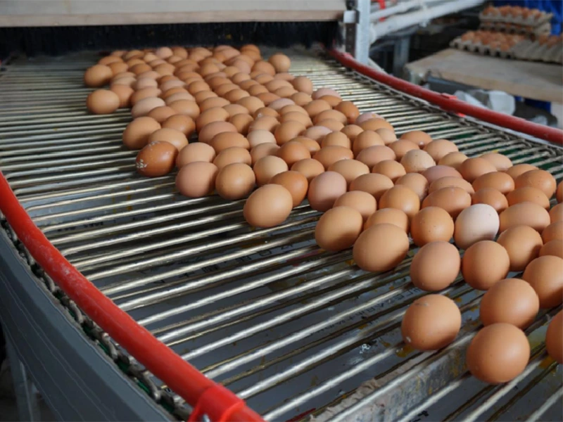 Sistema de transporte de huevos de alta eficiencia: altamente automatizado y duradero 1