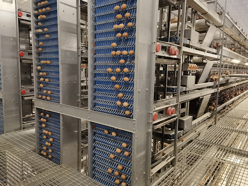 Chicken Egg Collection System by FAMOU 2