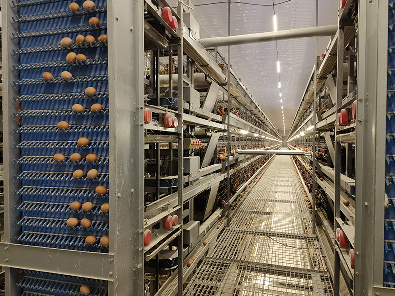 Chicken Egg Collection System by FAMOU 3