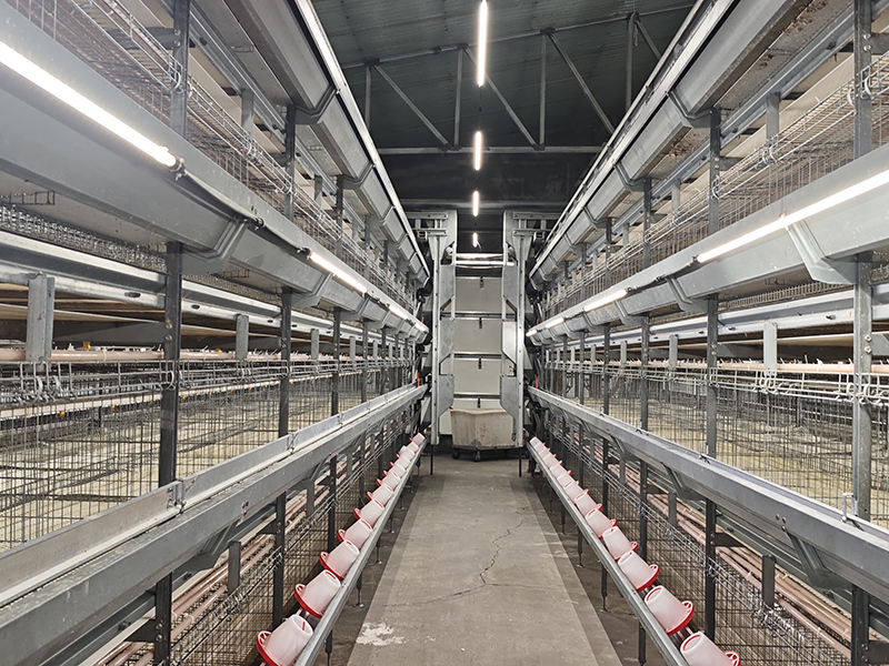 Système de cages d'élevage pour poules pondeuses : une solution d'élevage scientifique pour une croissance saine 1