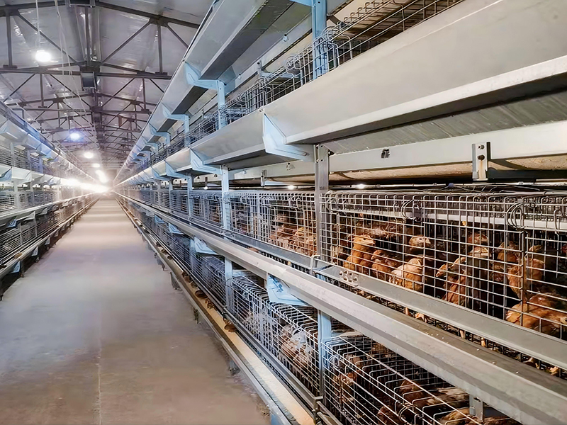 Système de cages d'élevage pour poules pondeuses : une solution d'élevage scientifique pour une croissance saine 3