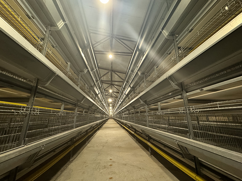 Système de cages d'élevage pour poules pondeuses : une solution d'élevage scientifique pour une croissance saine 5