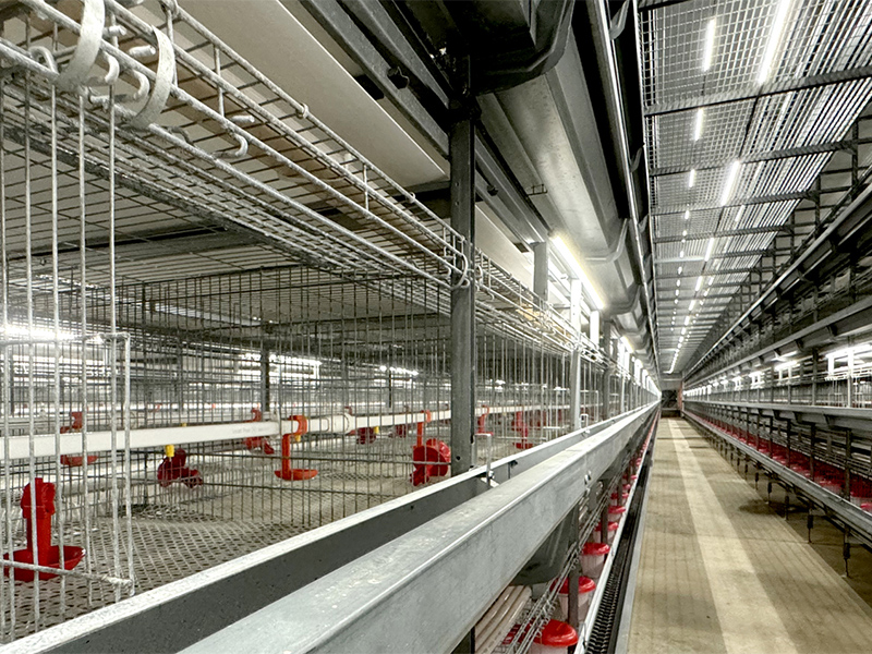 Système de cages d'élevage pour poules pondeuses : une solution d'élevage scientifique pour une croissance saine 2