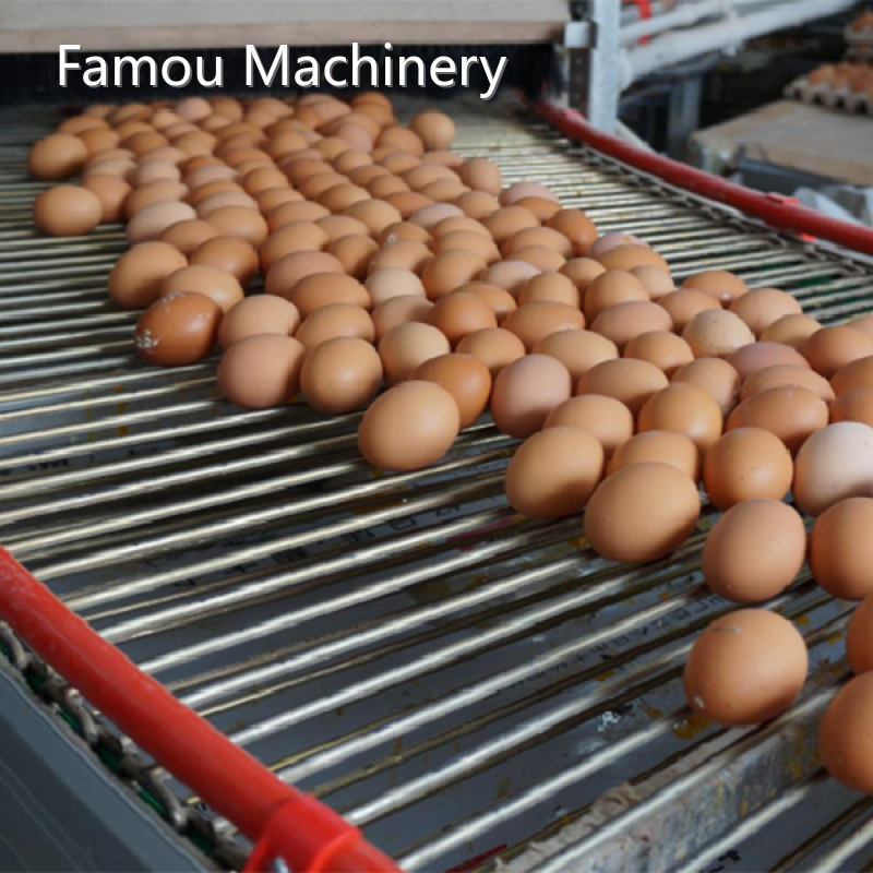 Egg Conveyor Belt Systems Product Wholesale - FAMOU 1