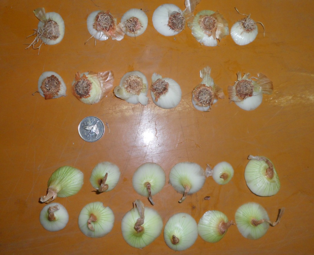 Commercial Automatic Onion Peeling Machine with Skin Peeler and Root Cutting 8