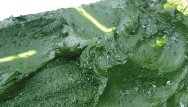 Automatic Separating Disc Centrifuge for Marine Algae/Seaweed Extraction