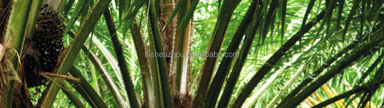 Shenzhou - High oil yield palm kernel oil extraction machine palm nut fiber separator and nut shell cracker machine whole plant Decanter centrifuge 7