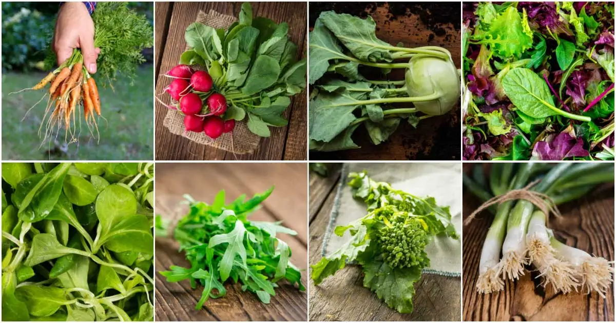 Shenzhou - New Condition Easy Operate Stainless Steel Full Automatic Potato Ginger Washing Peeling Machine Food Machine 8