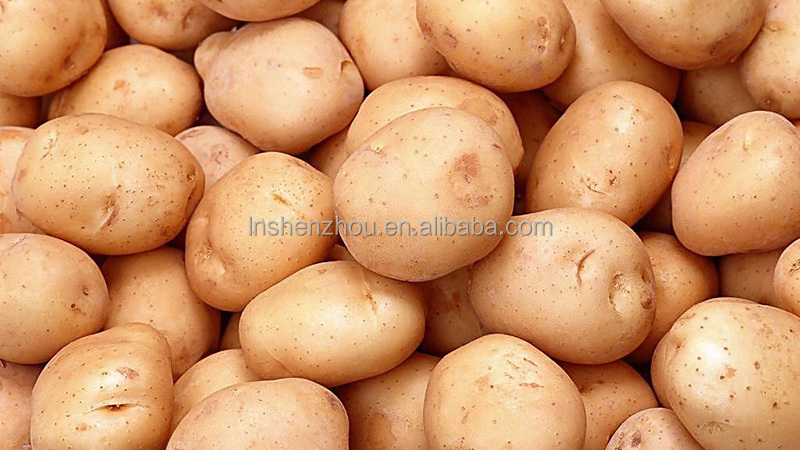 Shenzhou - starch water separator Decanter Centrifuges For Starch And Gluten Centrifuge & Separator 8