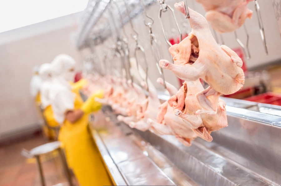 Poultry Slaughtering 1