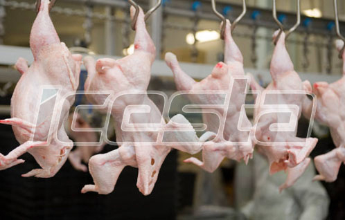 Blast freezer&Tunnel Freezer& Cold room from ICESTA 3