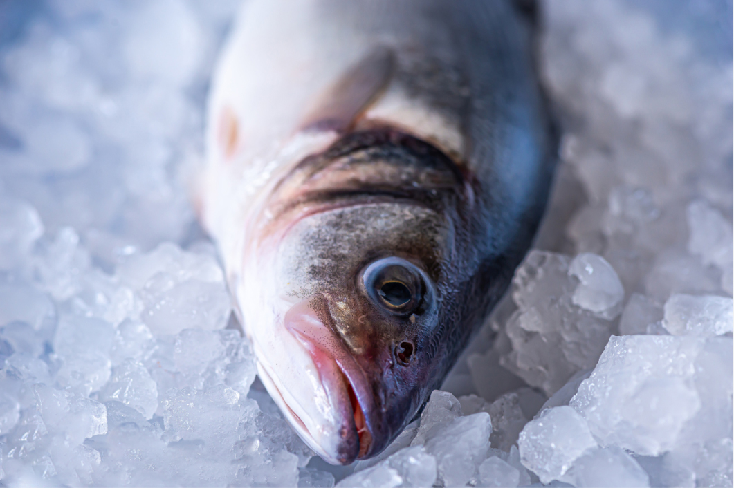 Blast freezer&Tunnel Freezer& Cold room from ICESTA 1