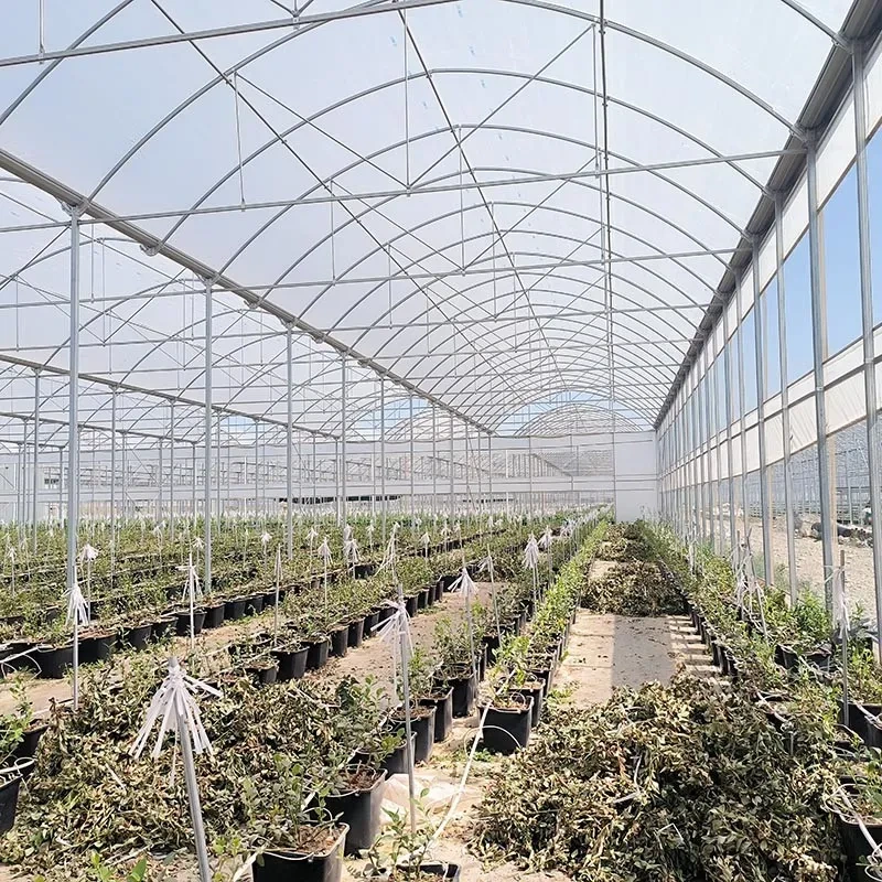 Invernadero agrícola de múltiples tramos de plástico para arándanos, personalizado 1