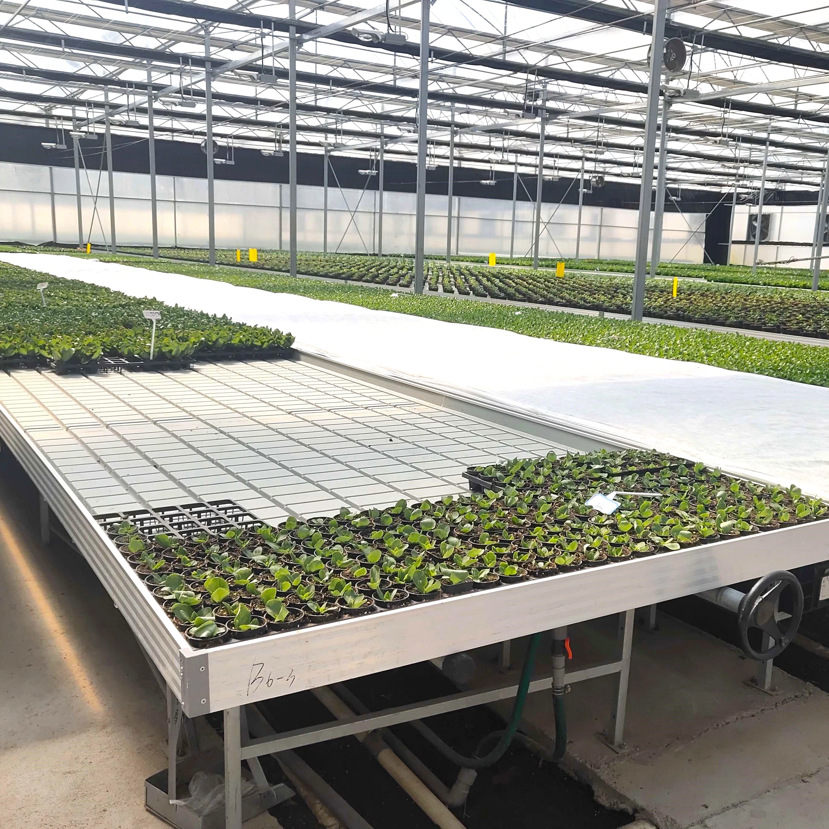 Banc de roulage Ebb &amp; Flow 1