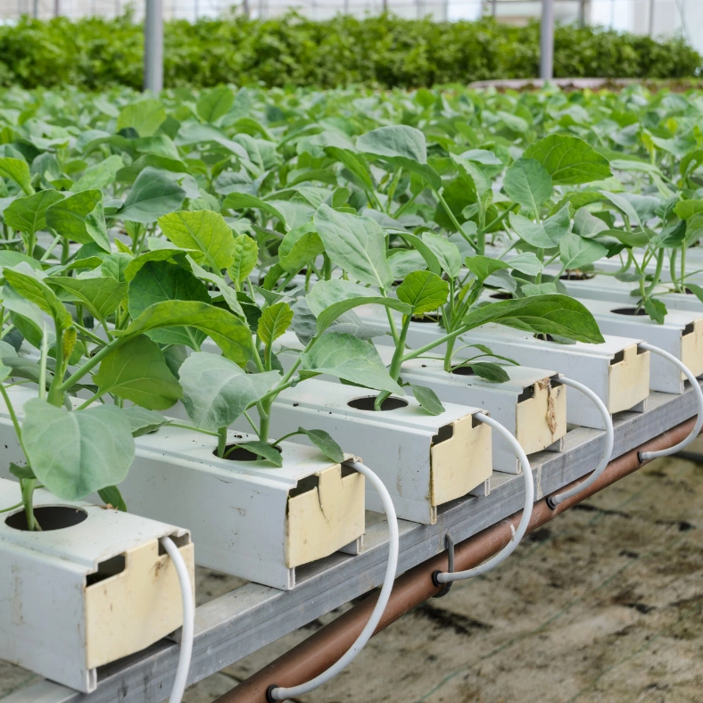 نظام الزراعة المائية NFT المسطح 1