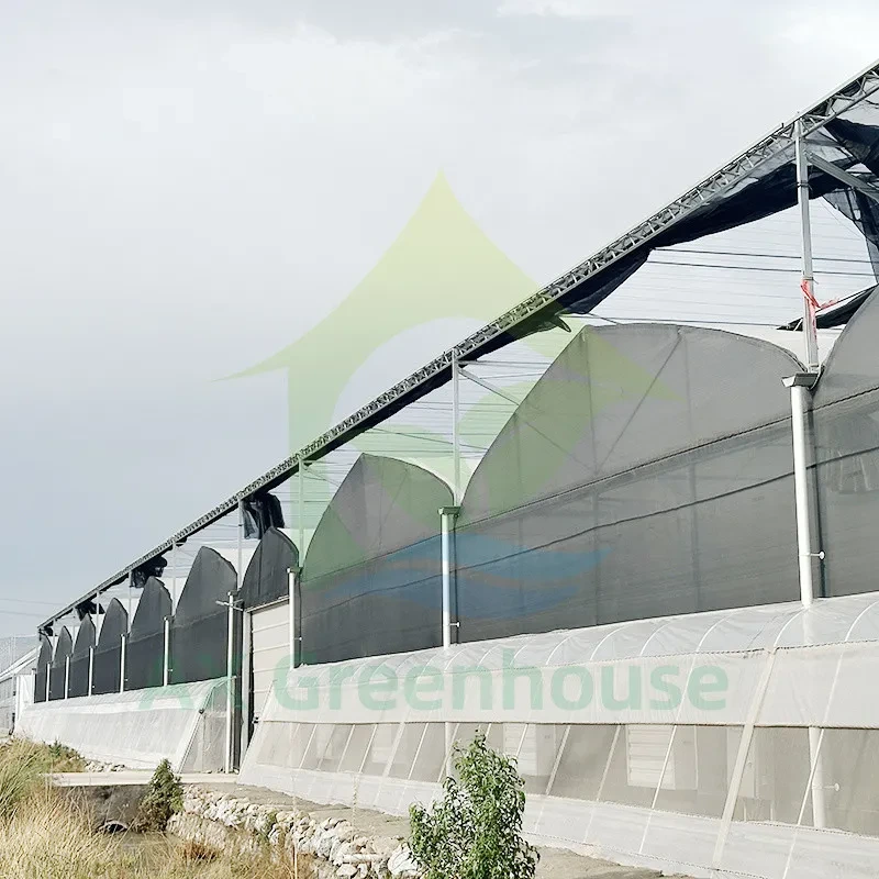 Plastic PE Film Multi Span Tomato Poly Tunnel Greenhouse For Fruits Vegetables With Shade Net 1