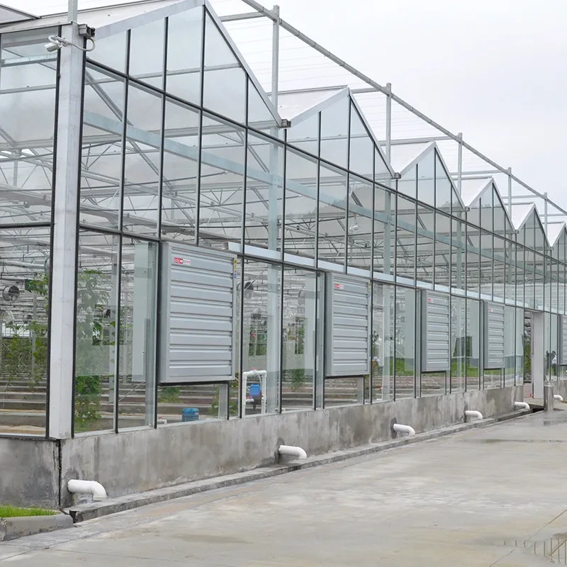 Serre tunnel agricole sur mesure Venlo à travées multiples en verre trempé 1