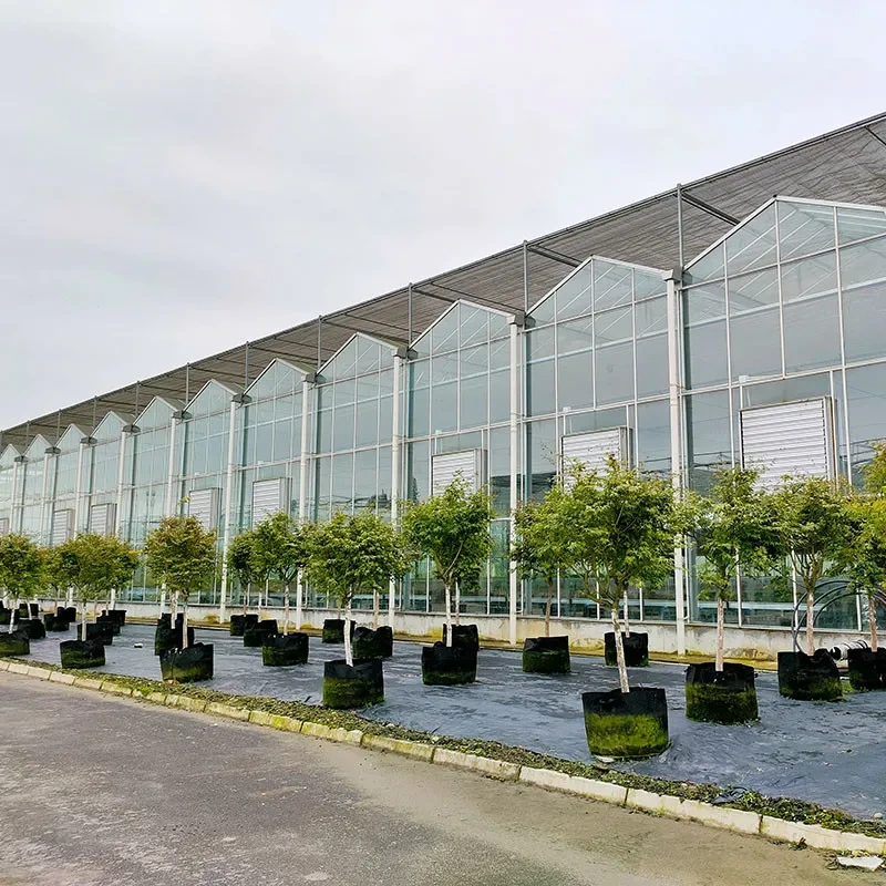 هيكل فولاذي مجلفن بالغمس الساخن، تهوية أوتوماتيكية، زجاج زراعي، دفيئة متعددة الأقواس لشتلات الطماطم من فينلو 1
