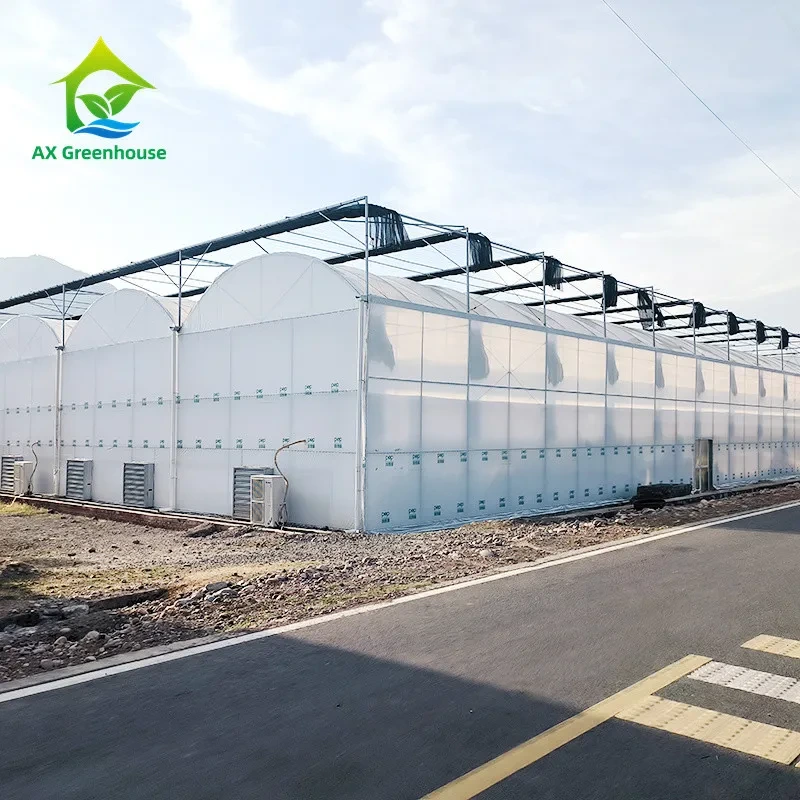 دفيئة زراعية متعددة الامتدادات مصنوعة من البلاستيك الزراعي، مناسبة للطماطم الاستوائية 1