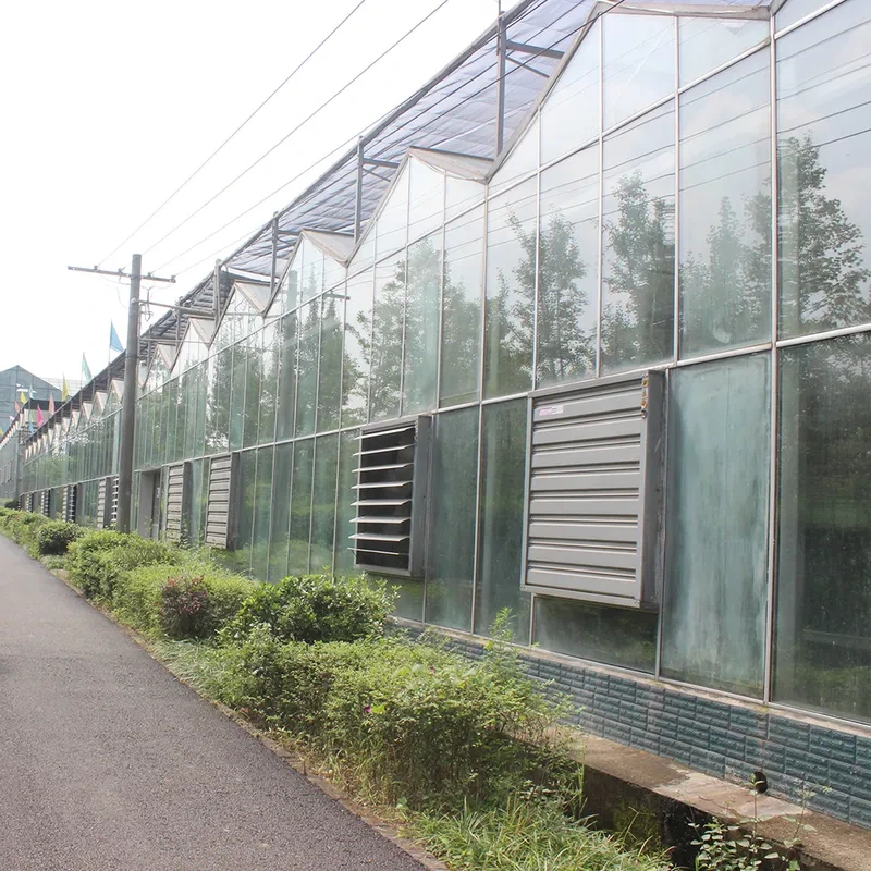 Serre agricole de type Venlo en verre, structure galvanisée de conception néerlandaise pour culture hydroponique. 1