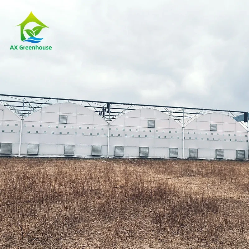 Estufa agrícola tropical de múltiplos vãos em plástico PE resistente a raios UV para mirtilos 1