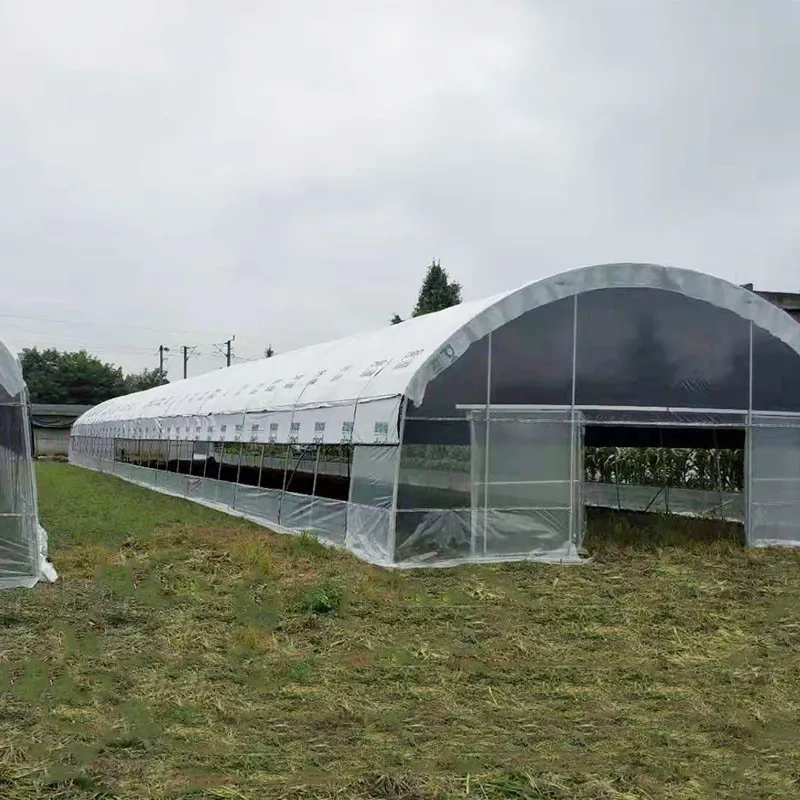 دفيئة معتمة مخصصة لحجب الضوء مع نظام تظليل آلي لزراعة الفطر 1