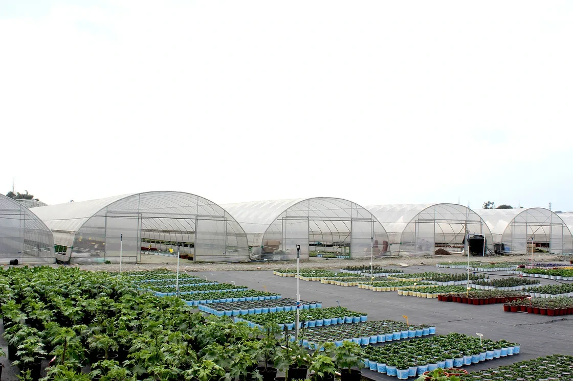 Plastic PE Film Wind Resistant Poly Tunnel Tomato Greenhouse For Sale 1