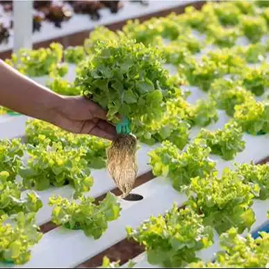 Sistema de cultivo de fresas con tubos de PVC NTF hidropónicos de interior, personalizado 1