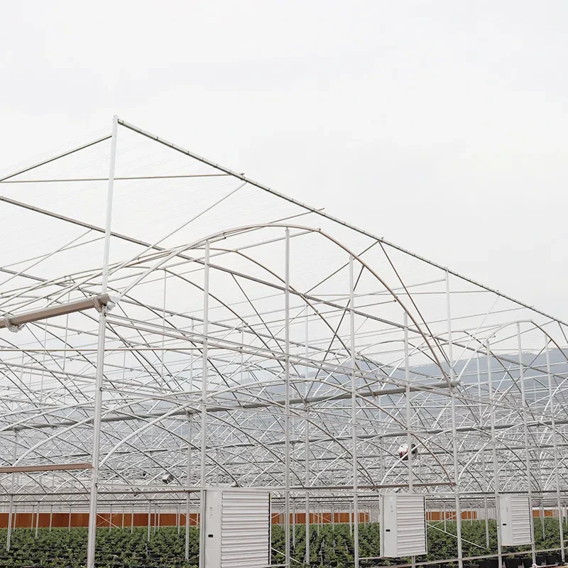 Invernadero agrícola de bajo costo con marco de acero galvanizado y película de plástico PE. 1
