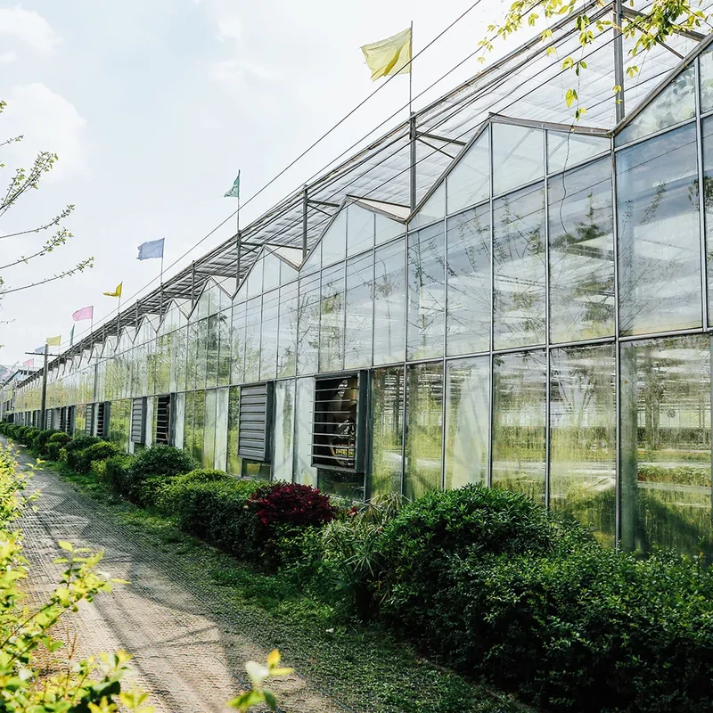 دفيئة زجاجية كبيرة من نوع فينلو لزراعة الخضراوات مزودة بنظام تبريد ونظام زراعة مائية 1