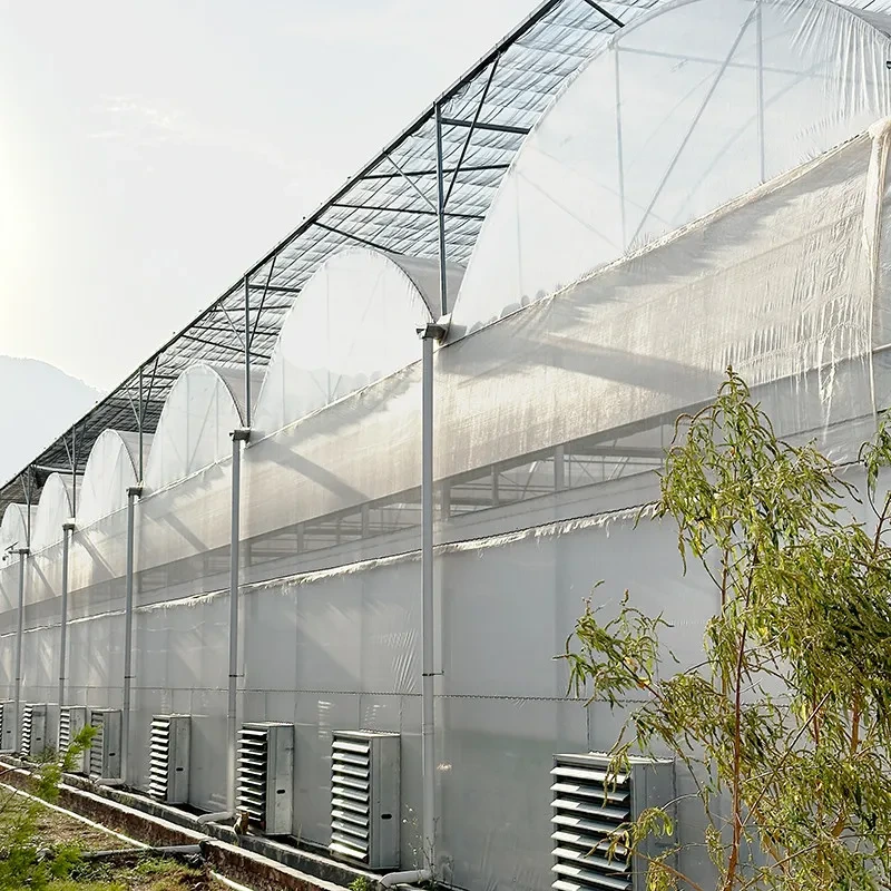 Commercial Plastic Poly Tunnel Multi-span Galvanized Frame Berry Greenhouse 1