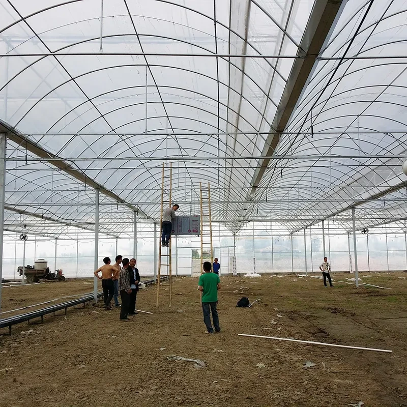 Serre tunnel en polyéthylène fiable, structure en acier antirouille, bâche durable pour tomates 1