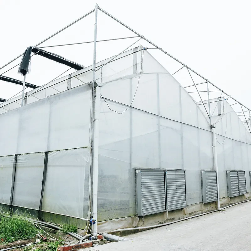 Multi-Span Poly Tunnel Greenhouse with Sawtooth Roof for Natural Ventilation and Light Diffusion 1