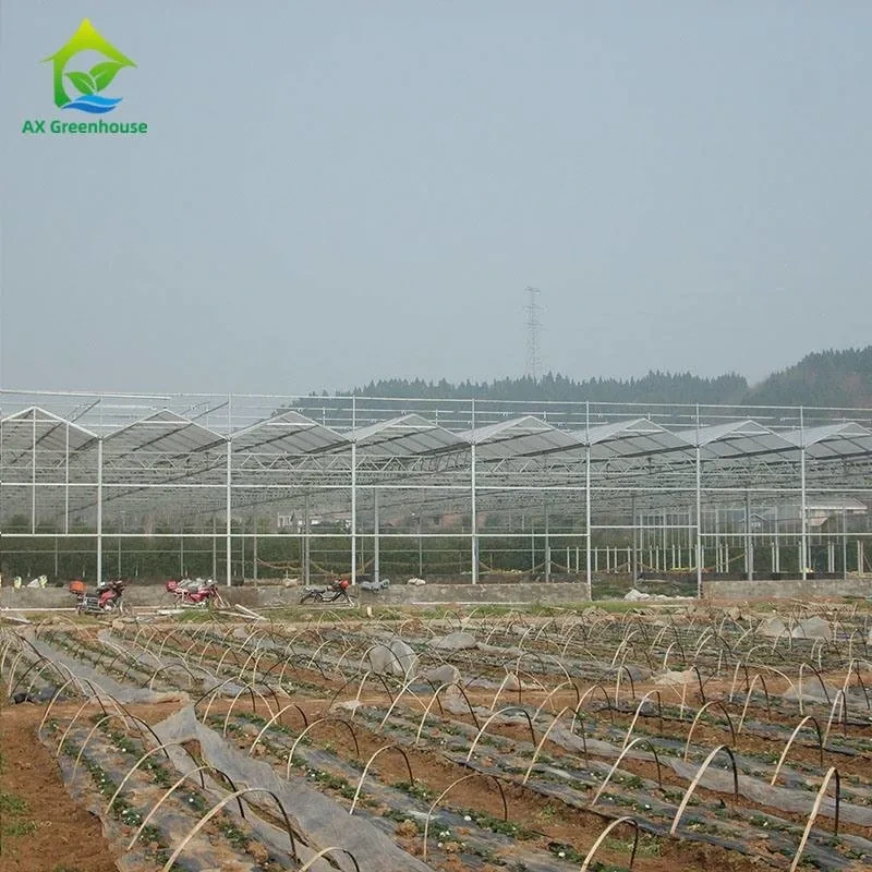 OEM Flowers Polycarbonate Sheet Greenhouse Transparent Tropical Fruit Greenhouse 1