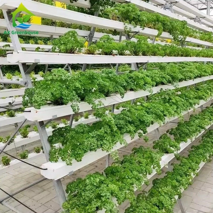 Système de culture hors-sol en serre, structure en A, technique du film nutritif (NFT), culture maraîchère efficace par canaux. 1