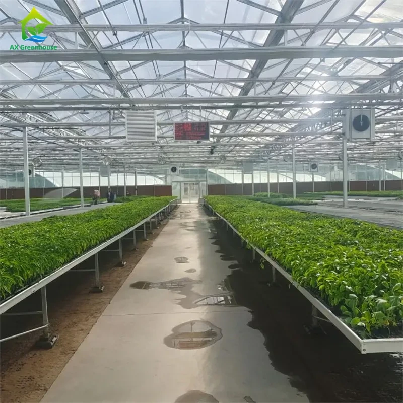 Invernadero inteligente de vidrio templado transparente, de gran tamaño, de varios tramos, con tubos de acero galvanizado en caliente. Invernaderos agrícolas de vidrio para el cultivo de plantas y flores. 1